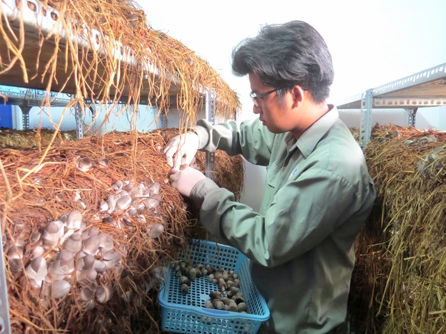 Thông báo tuyển đơn hàng trồng nấm